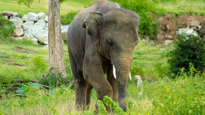 Three elephants grazing on a hillside, seen from beside a resort pool near Samui Elephant Haven