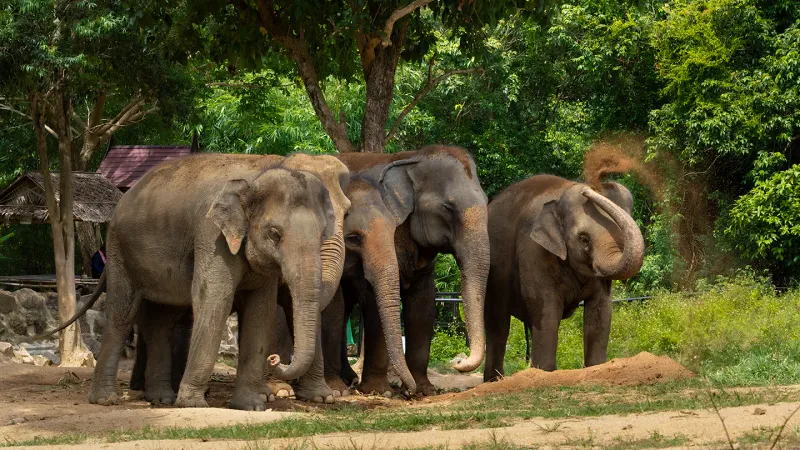 Tre elefanti insieme sotto gli alberi a Samui Elephant Haven, senza selle né attrezzature per cavalcare