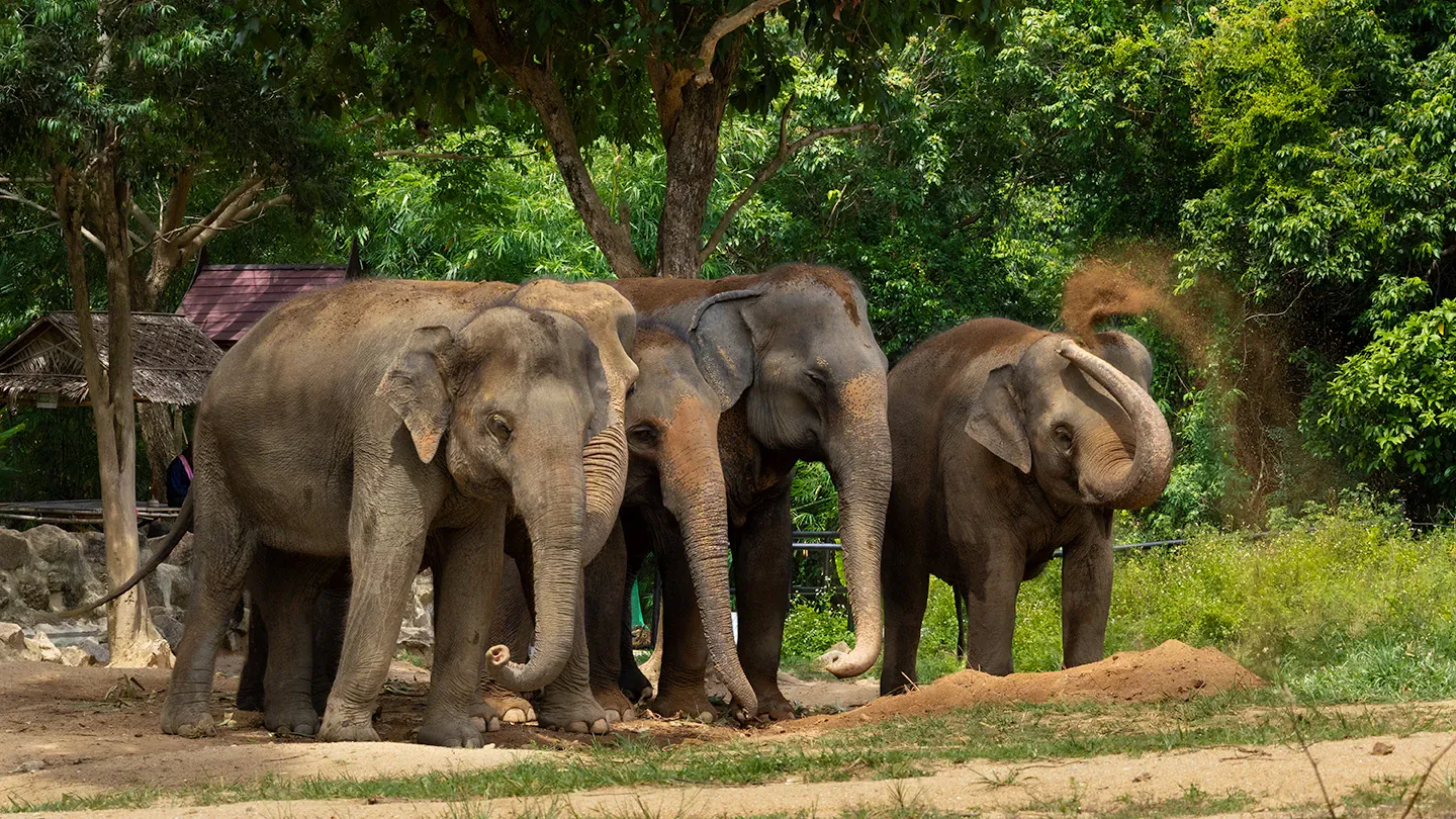 Three elephants standing together under trees at Samui Elephant Haven, no saddles or riding gear