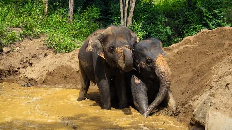 Two elephants playing together in a muddy pool at Samui Elephant Haven