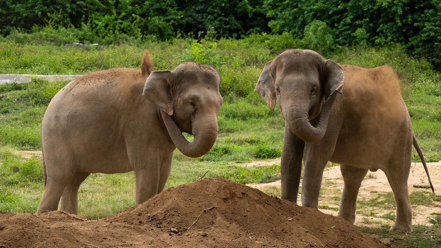 Two elephants dust-bathing together at Samui Elephant Haven, no mahout or riding gear present