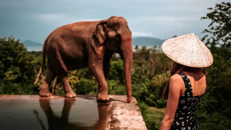 A visitor watching an elephant walk beside an infinity pool at Samui Elephant Haven, no riding gear present