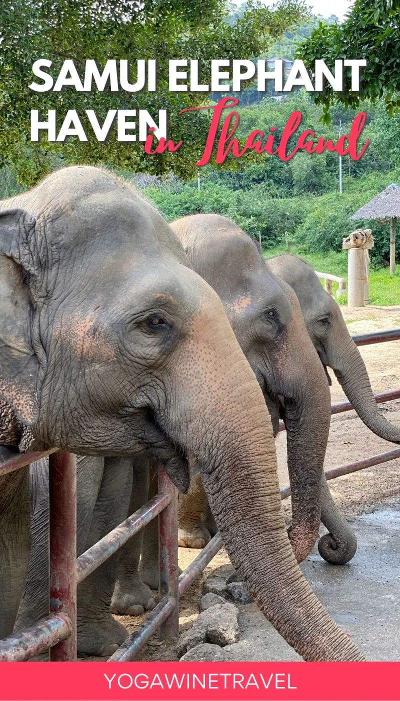 Elephants at a feeding rail at Samui Elephant Haven, as featured on a travel blog