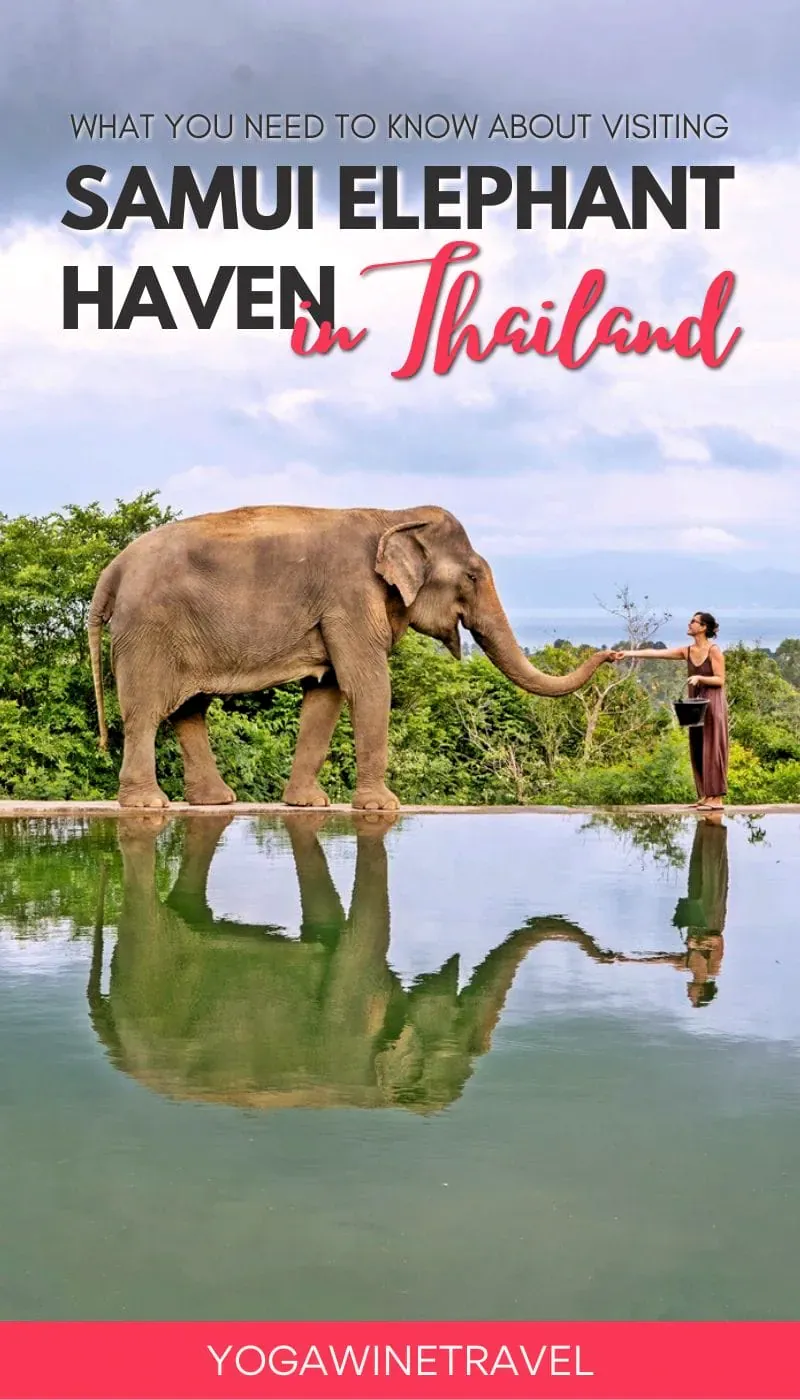 A visitor hand-feeding an elephant beside a pool at Samui Elephant Haven