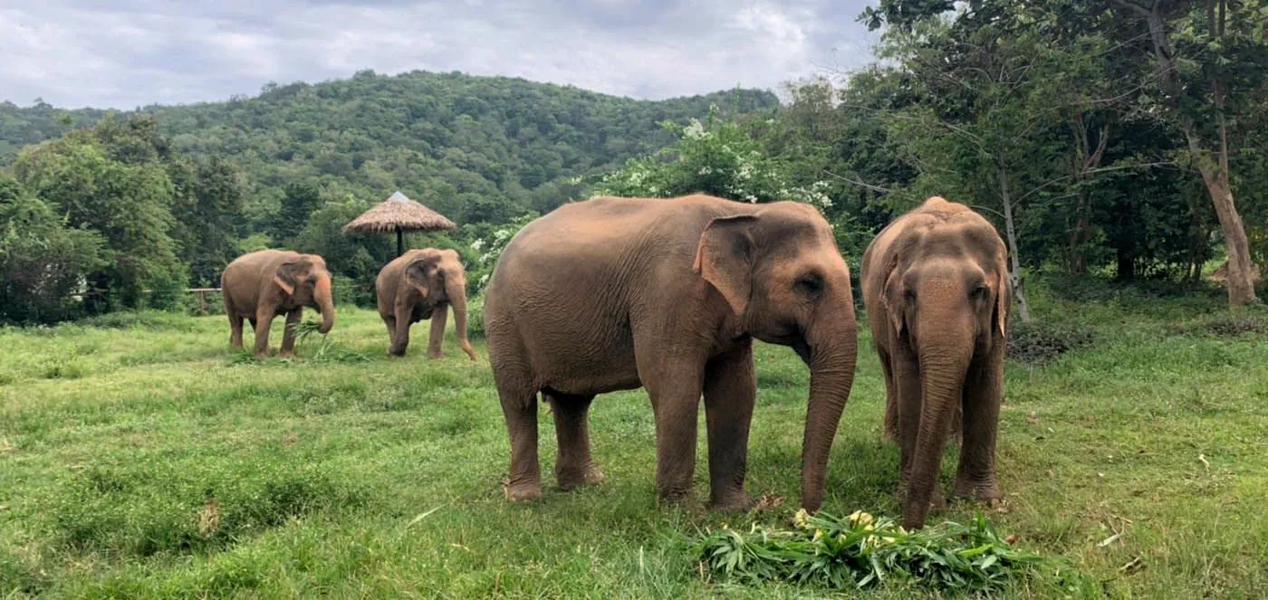 Samui Elephant Sanctuary, Bophut — No-Riding Since 2018