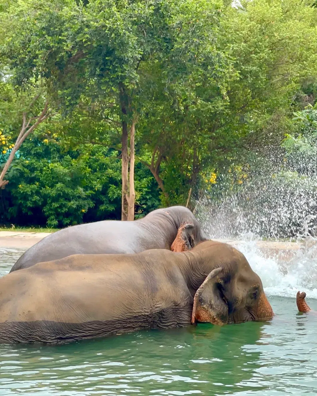 Two elephants bathing together in a pool at Samui Elephant Sanctuary, no riders or handlers on their backs
