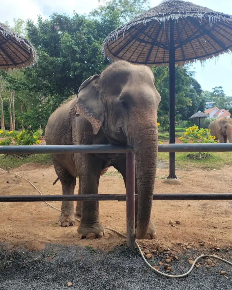 An elephant reaching over a fence toward a feeding platform under a thatched umbrella at Samui Elephant Sanctuary