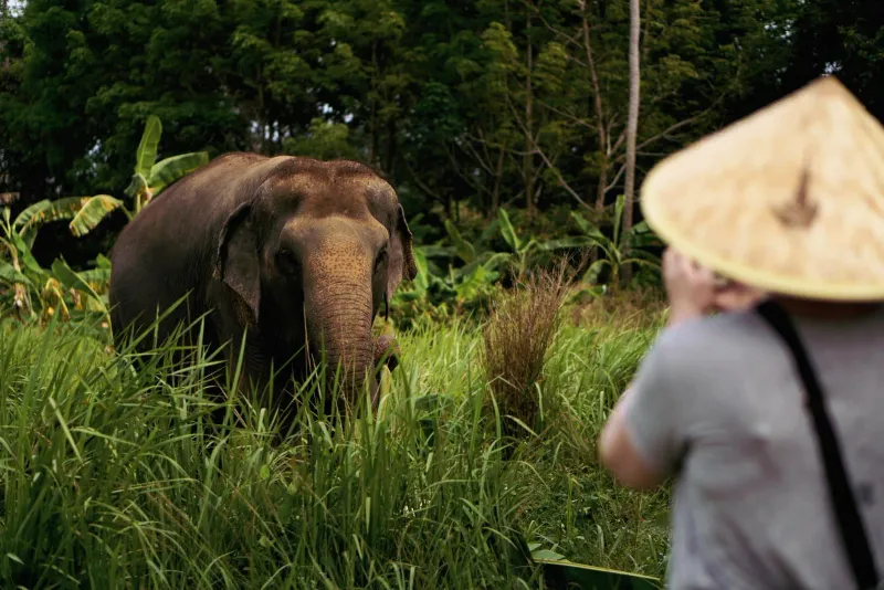 A visitor watching an elephant graze in tall grass at Samui Elephant Sanctuary