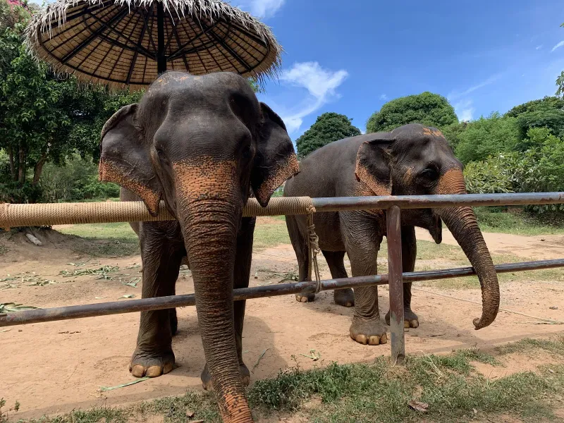 Two elephants at a feeding rail under a thatched umbrella at Samui Elephant Sanctuary