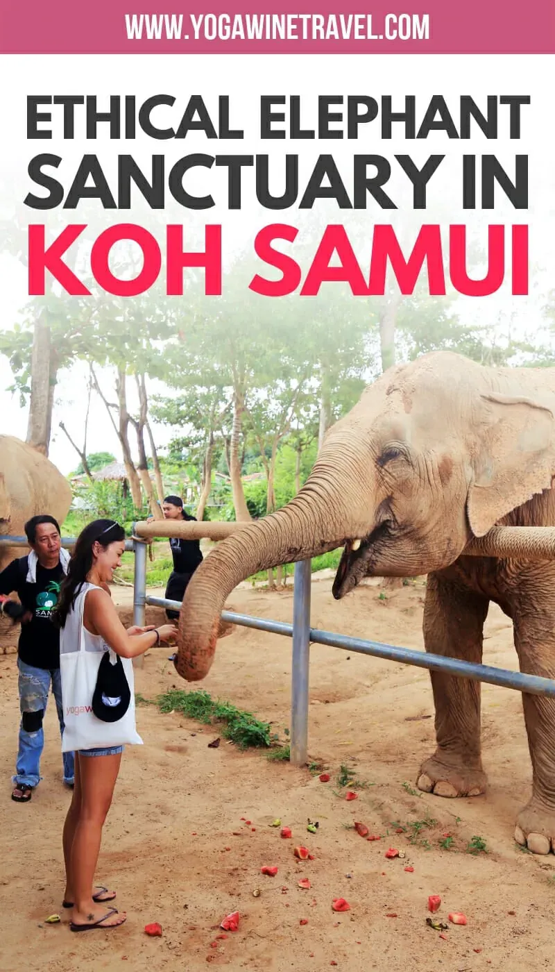 A visitor hand-feeding fruit to an elephant at a feeding rail at Samui Elephant Sanctuary