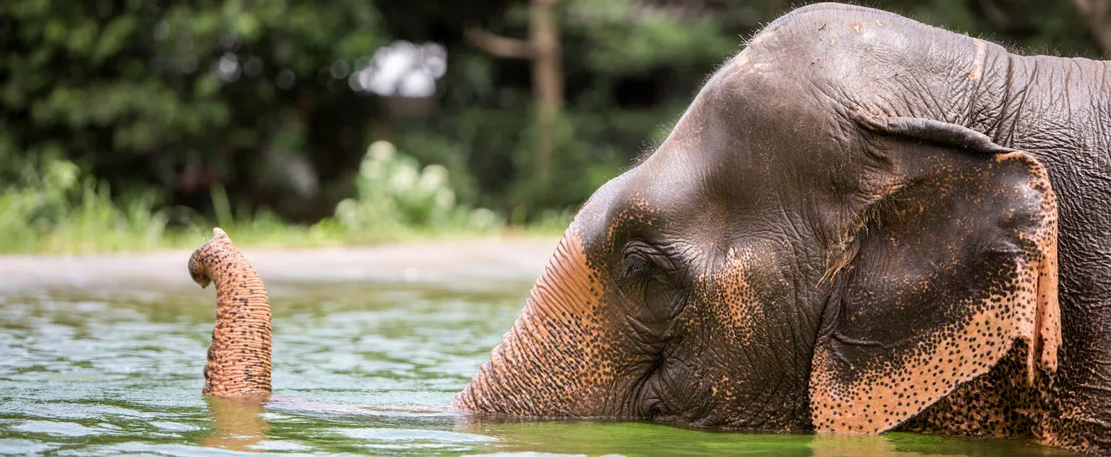 An elephant bathing in a pool at Samui Elephant Sanctuary, pictured on the sanctuary's own tour page