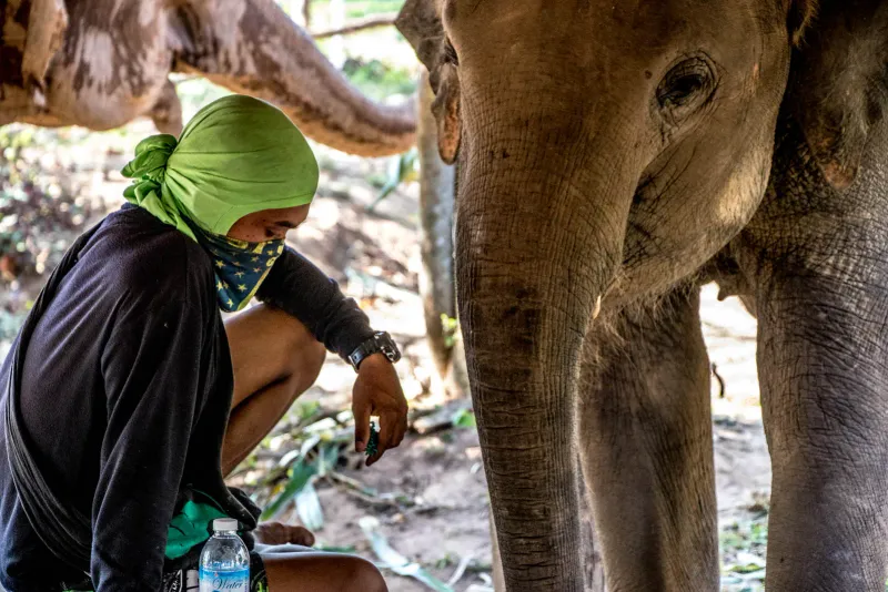 A caretaker feeding a young elephant at Samui Elephant Sanctuary, no riding gear present