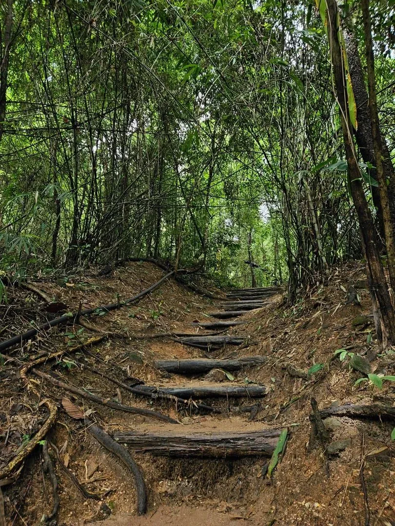 A forest trail through dense tropical vegetation in Koh Samui's hills