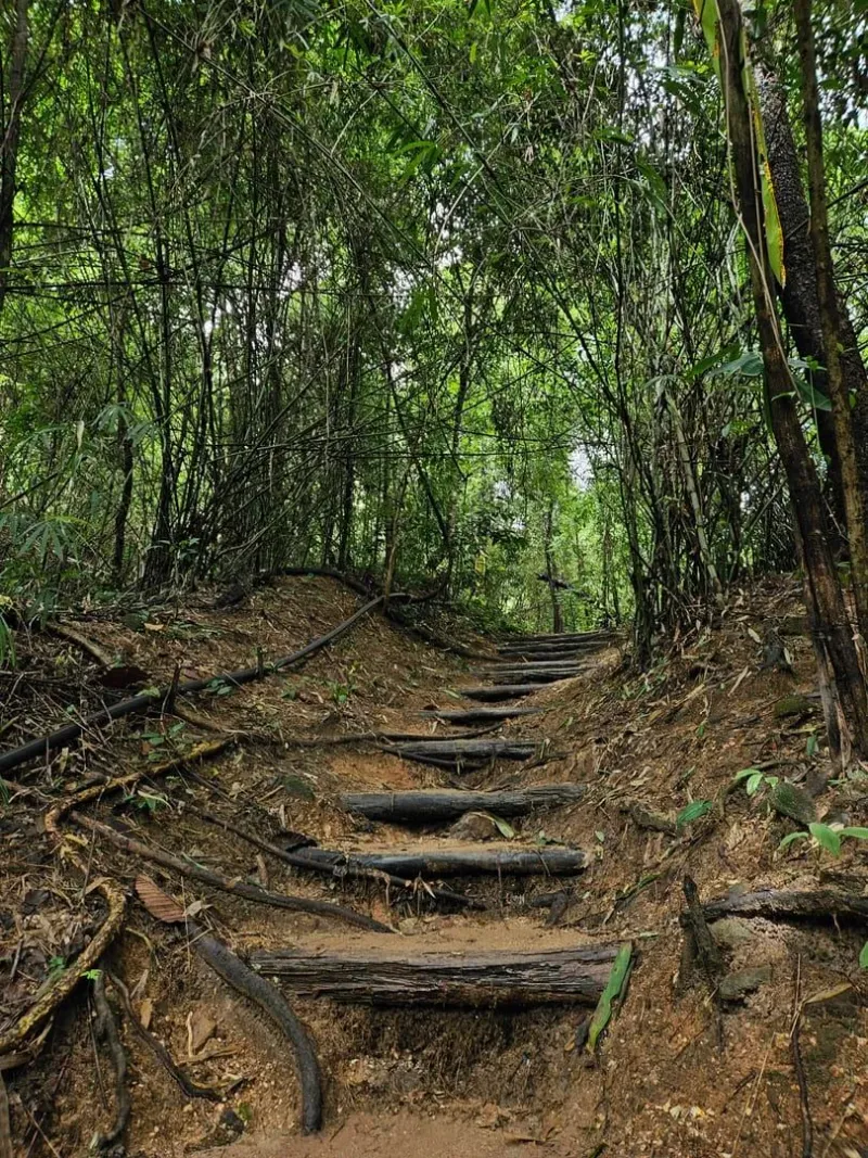 サムイ島の丘にある、濃い熱帯の植物のなかを通る森の道
