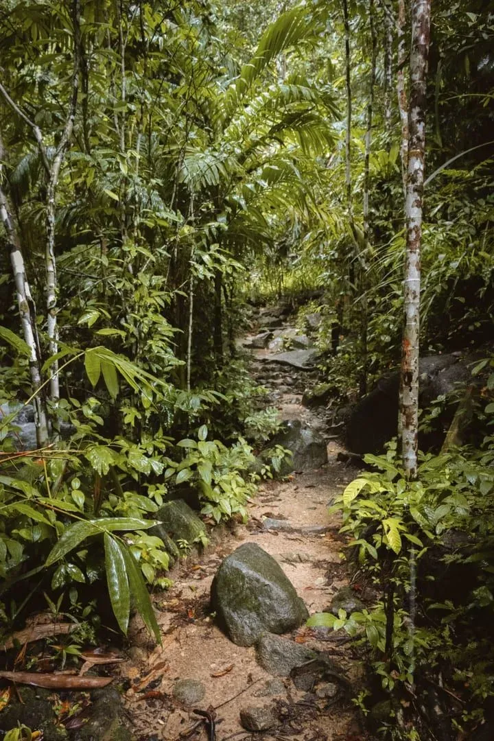 Sparse jungle trail marking in Koh Samui's Khao Phra highland forest interior