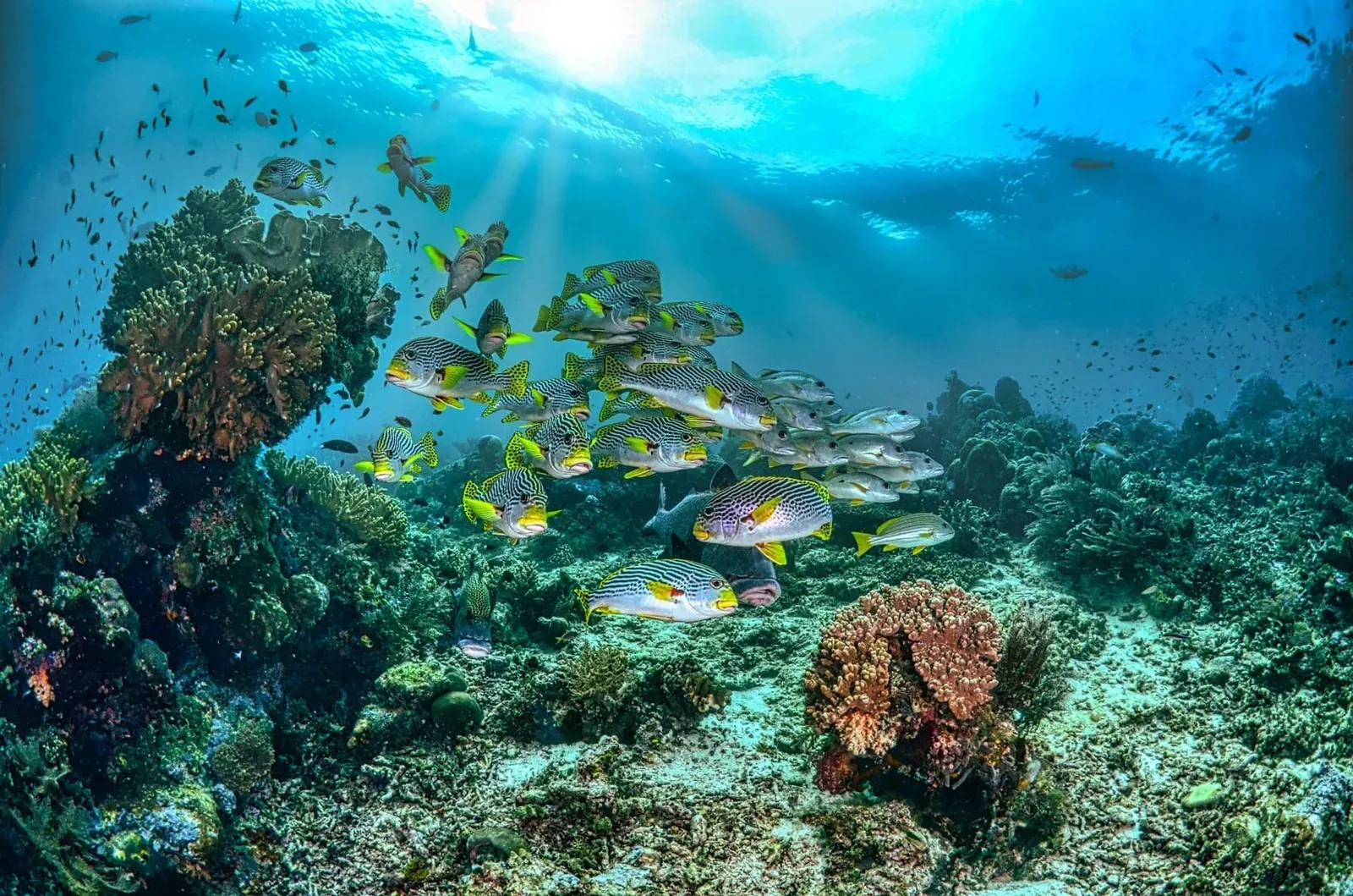 School of fish swimming over a coral reef in clear water, representative of Koh Tao dive sites reachable from Koh Samui