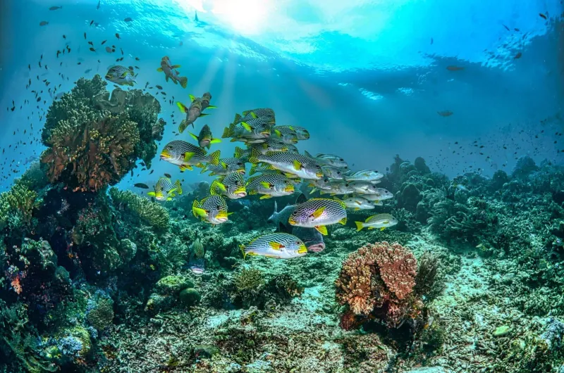 サムイ島から行けるタオ島のダイブサイトに似た、透明な水中のサンゴ礁の上を泳ぐ魚の群れ