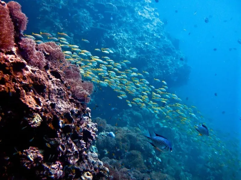 Divers exploring an underwater reef in Thailand, similar to Gulf of Thailand dive sites near Koh Samui