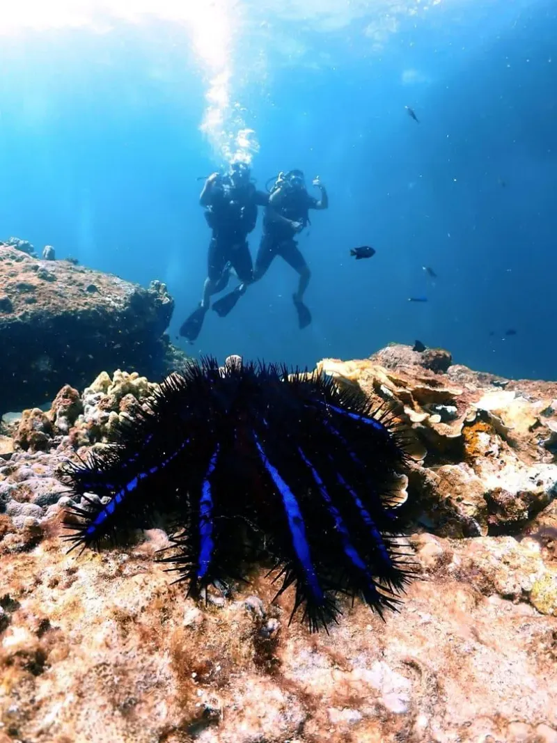 Divers near a colorful coral reef with reef fish, similar to Chumphon Pinnacle marine life