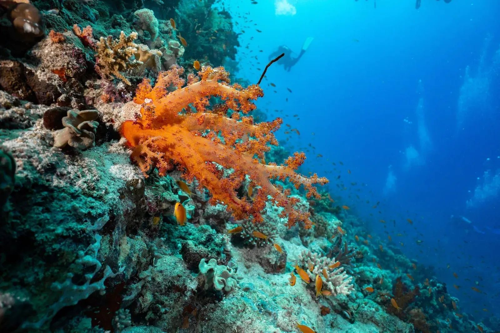 Colorful coral reef with fish swimming in clear blue ocean water similar to Sail Rock's surrounding reef