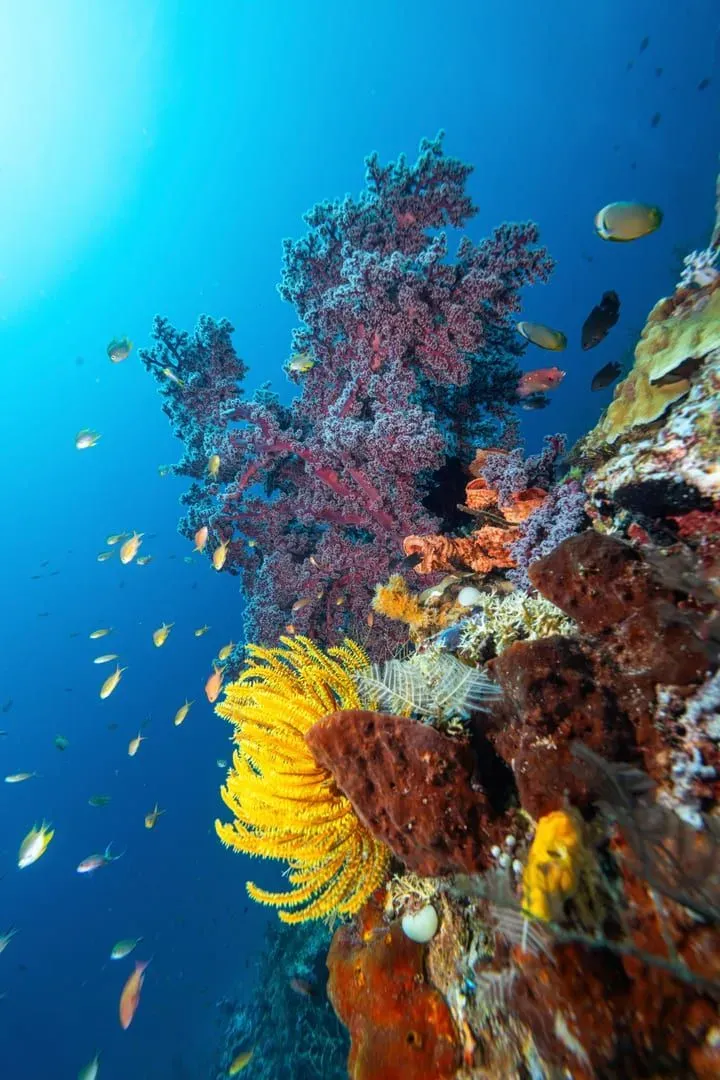 Vivid coral reef teeming with marine life typical of Gulf of Thailand dive sites