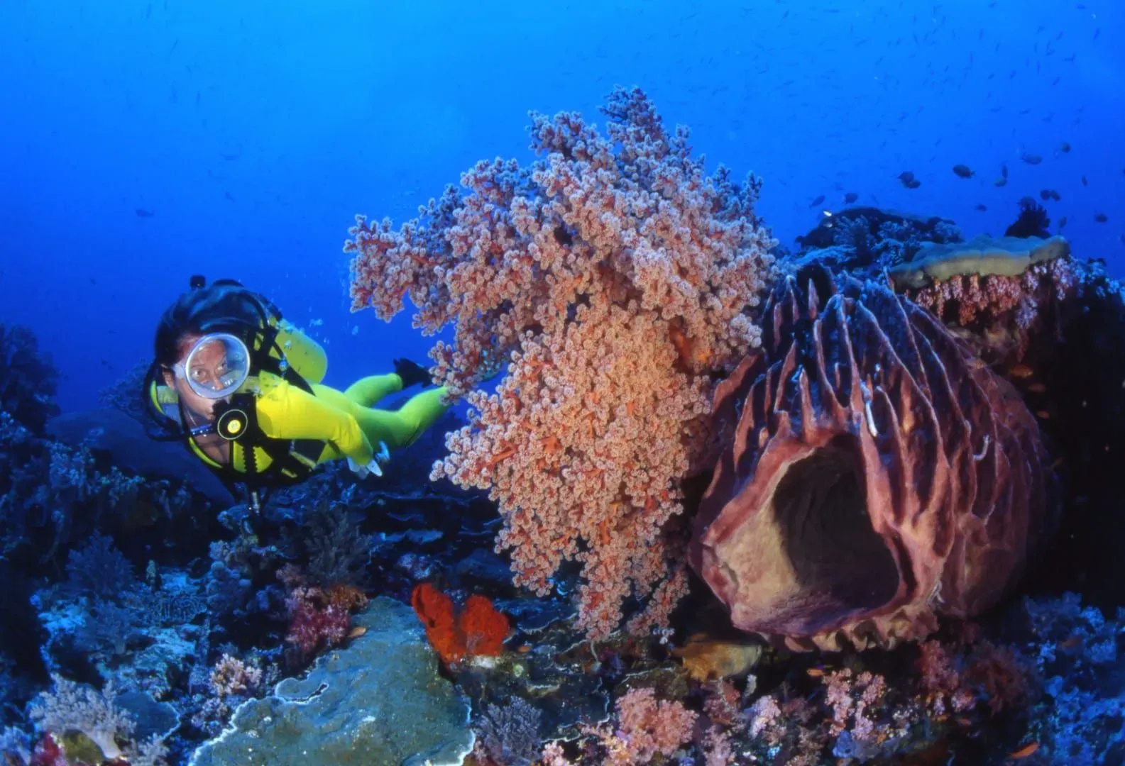 Diver in wetsuit exploring colorful coral reef, similar to Koh Samui's shallow training and confined-dive sites