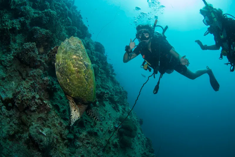 A scuba diver beside a sea turtle on a rocky reef
