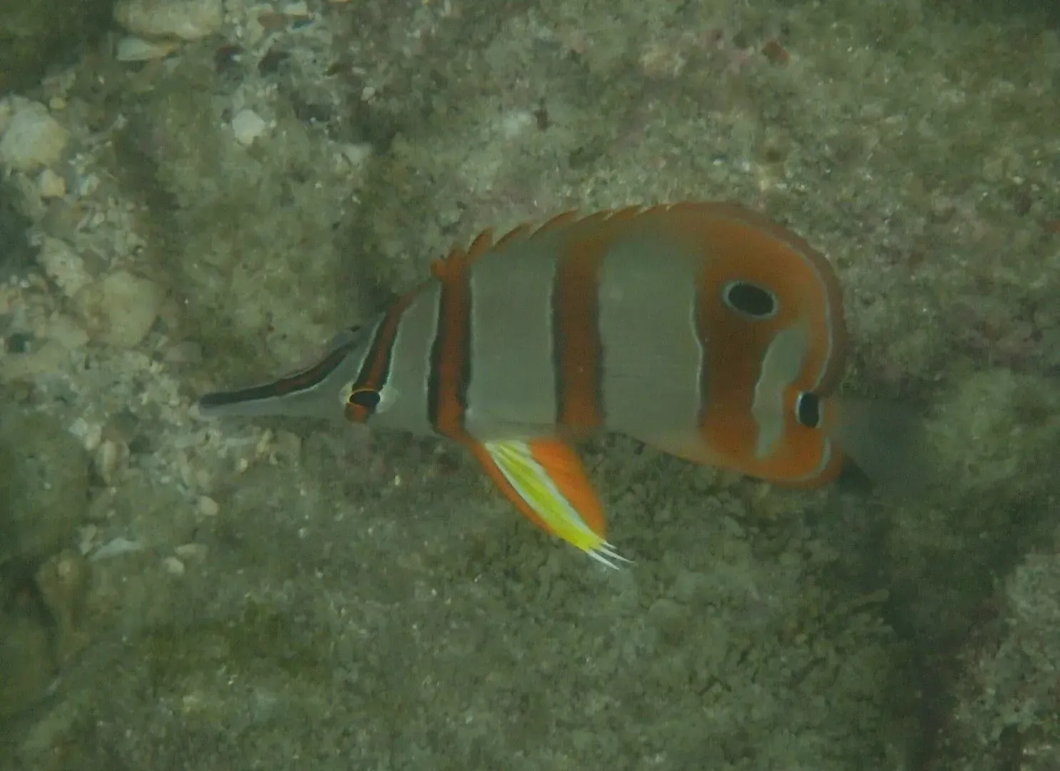 Pinzettfisch (Chelmon rostratus) in Thailand — Ansicht 2
