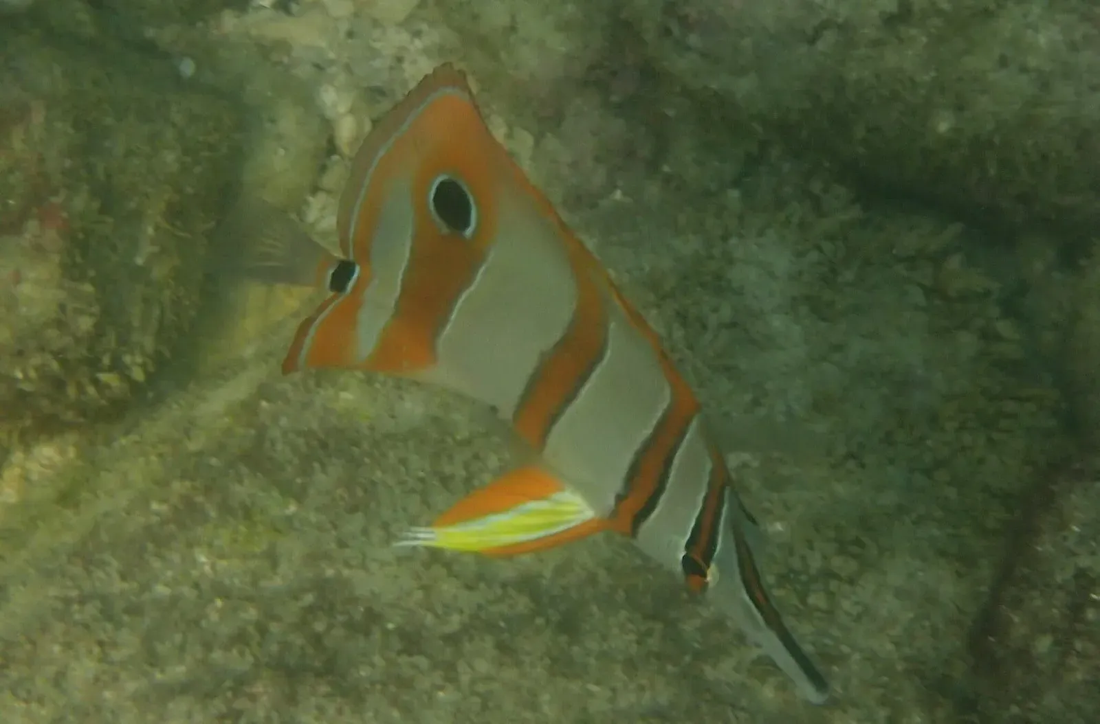 Pinzettfisch (Chelmon rostratus) in Thailand