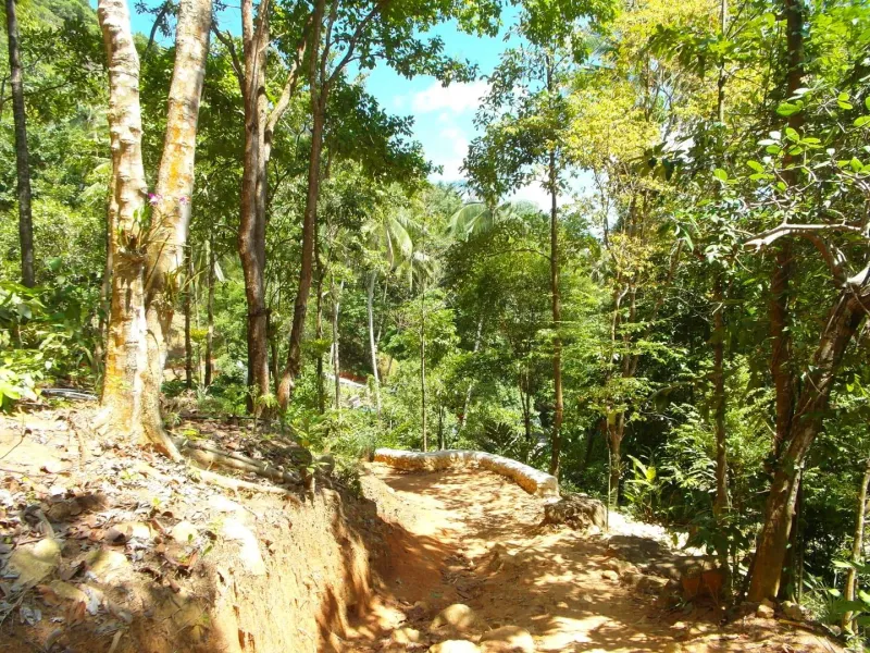 A jungle path through Koh Samui's interior forest near Na Mueang