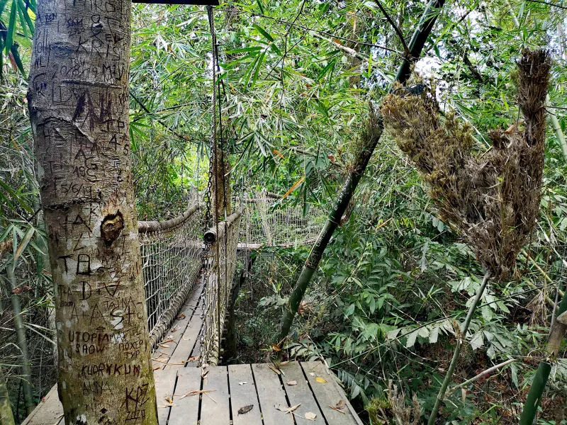 Der Hängebrückensteg am Tree Bridge Coffee