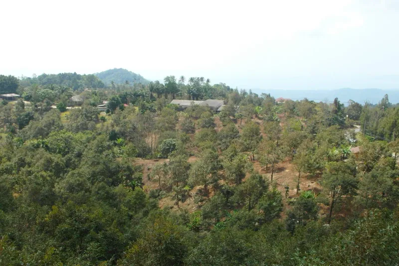 Hangplantage und Waldblick über Koh Samuis Westküsten-Landesinneres