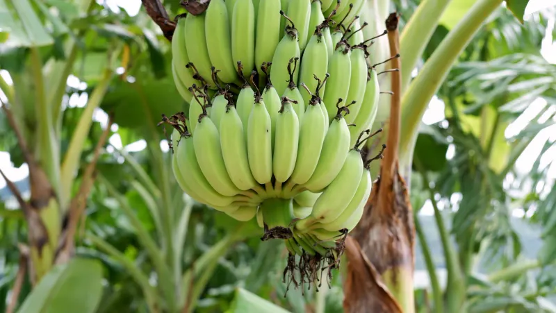 A bunch of bananas ripening on a tropical farm, generic illustration of the kind of organic farm produce guests pick at Island Organics Samui
