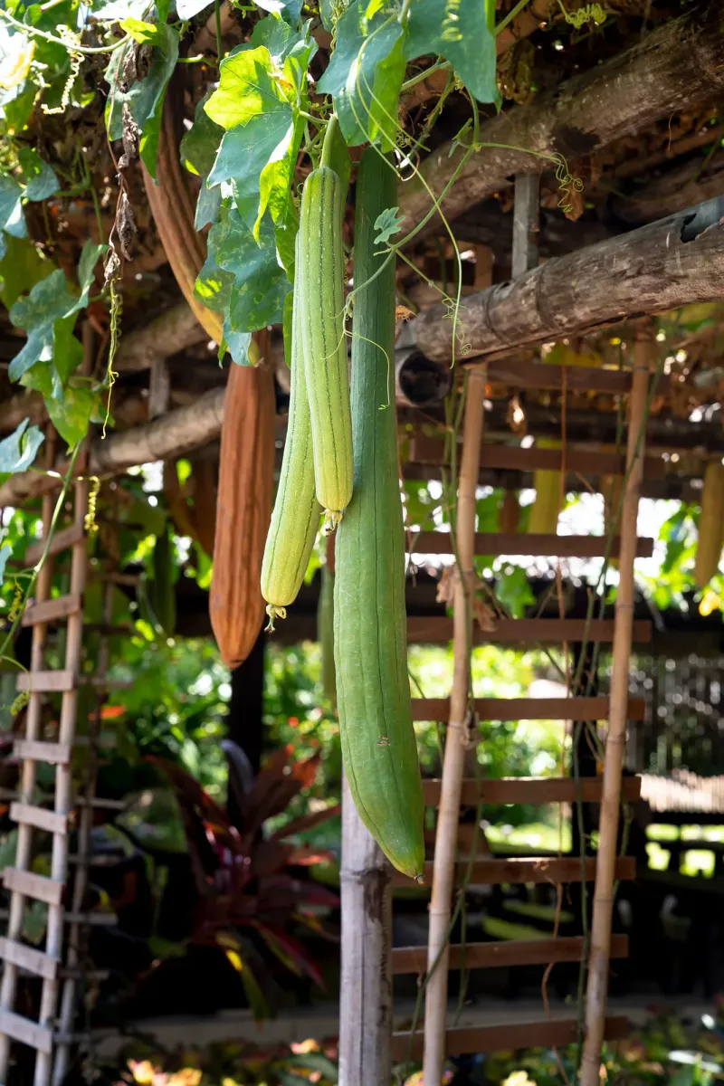 Close-up of a climbing gourd plant in a tropical garden, generic illustration of organic farm produce