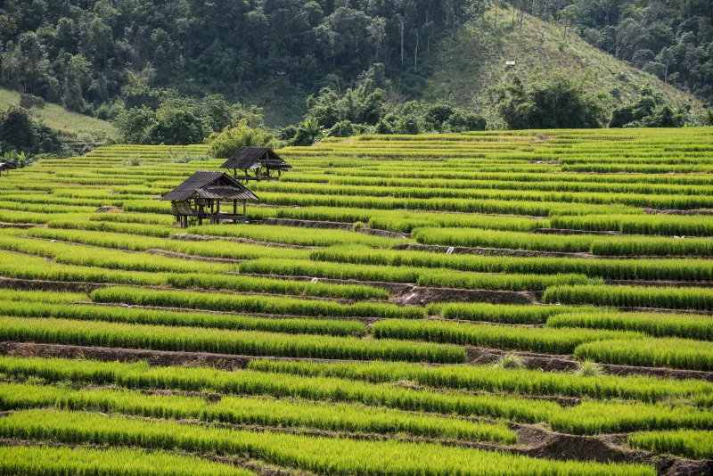 Green terraced rice fields in Thailand, generic illustration of the island's tropical farmland