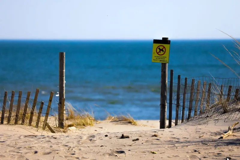 Beach dog standing near a jellyfish caution sign on a Koh Samui beach