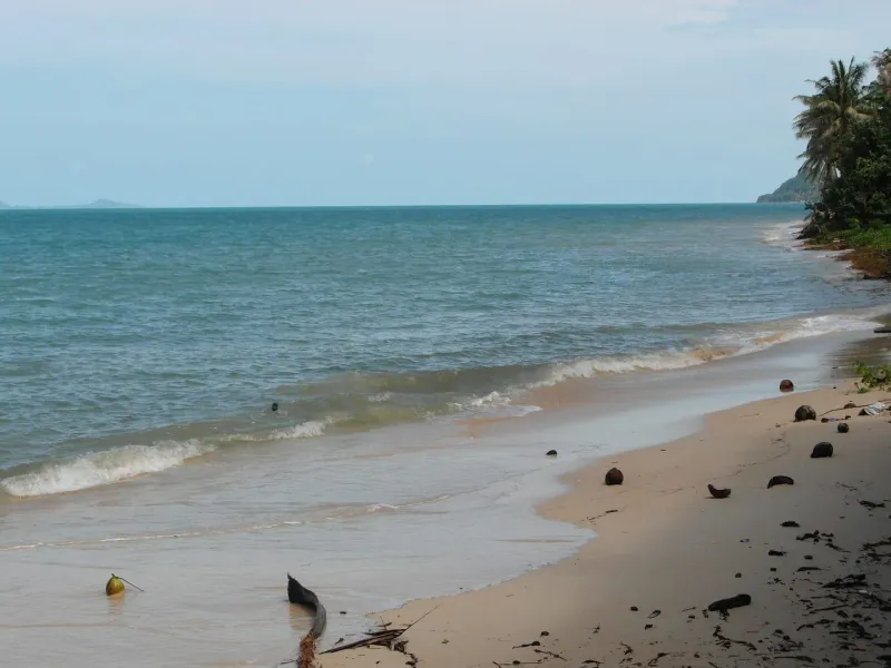 An undeveloped stretch of shoreline with fallen coconuts on Koh Samui's northwest coast