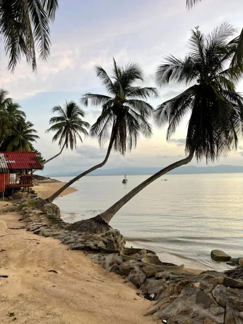 Calm sunrise over a Koh Samui beach with leaning palms after the rainy season clears