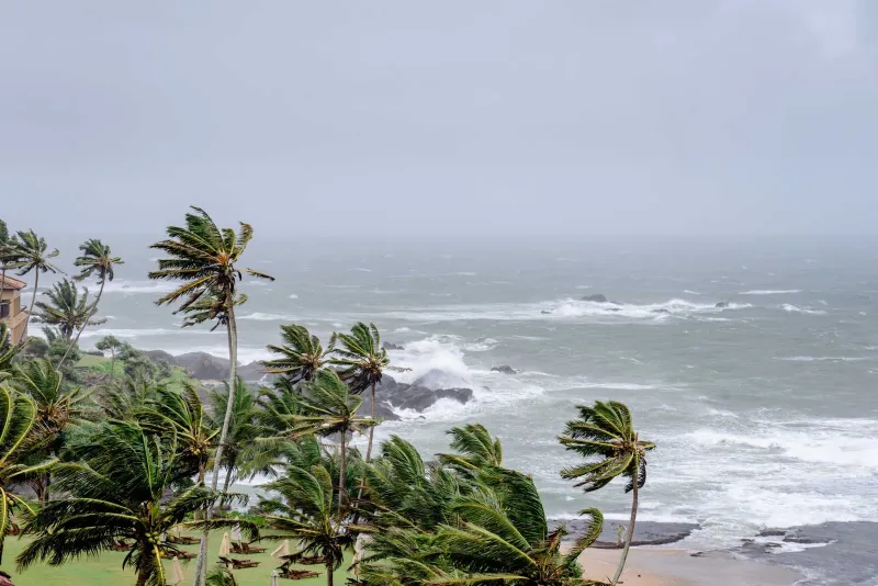 Coconut palms bending in strong monsoon winds above a stormy Gulf of Thailand seascape