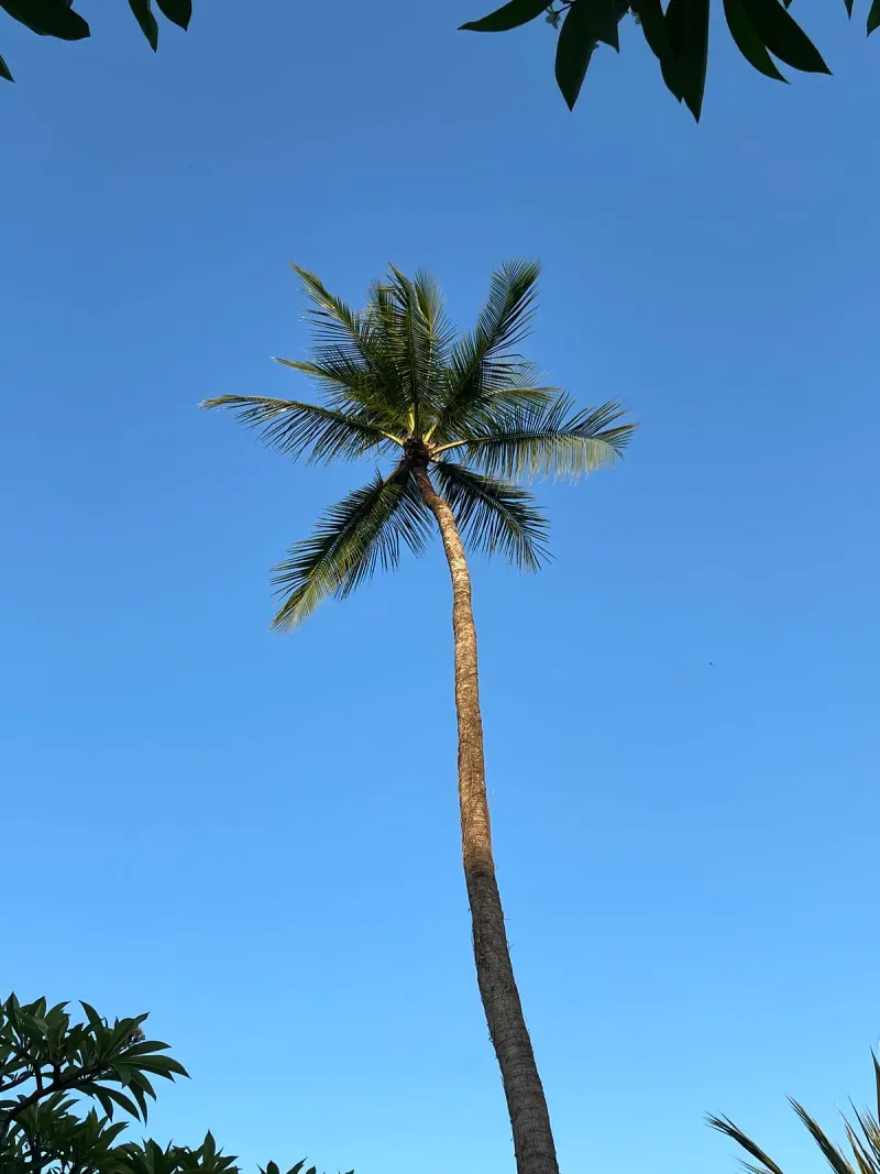 Palm trees against a blue sky on Koh Samui's north coast
