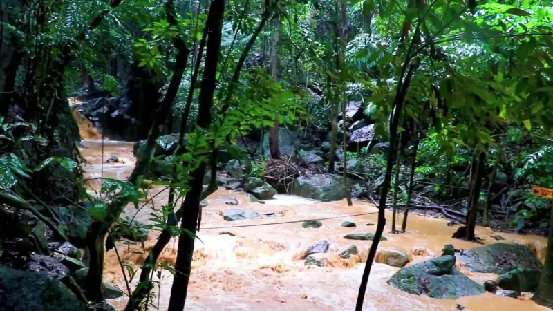 Angeschwollener Bach rauscht nach Monsunregen durch den Dschungel