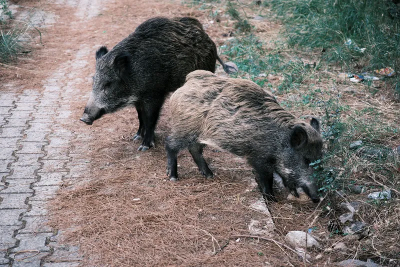 Two wild boar foraging beside a forest path
