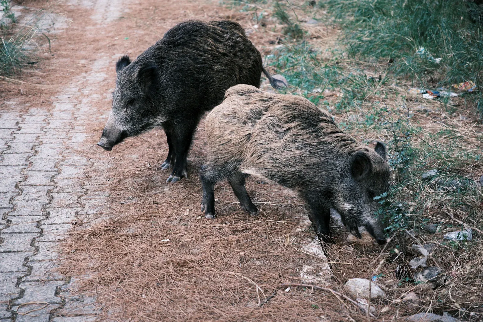 Dos jabalíes buscando alimento junto a un sendero forestal