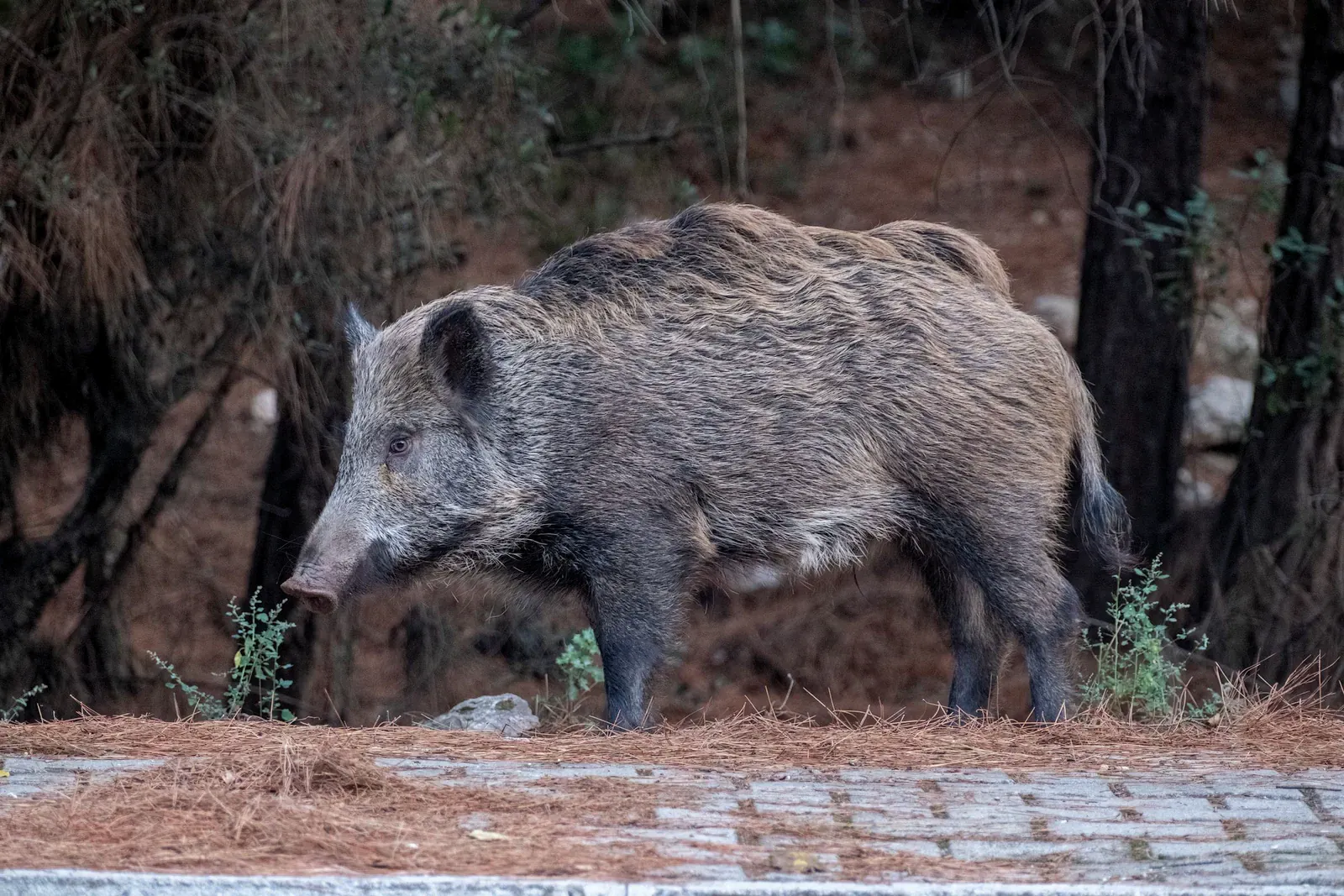 Un jabalí de pie en el borde del bosque