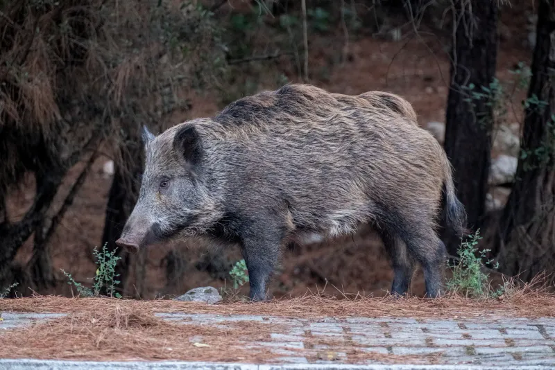 A wild boar standing at the edge of the forest