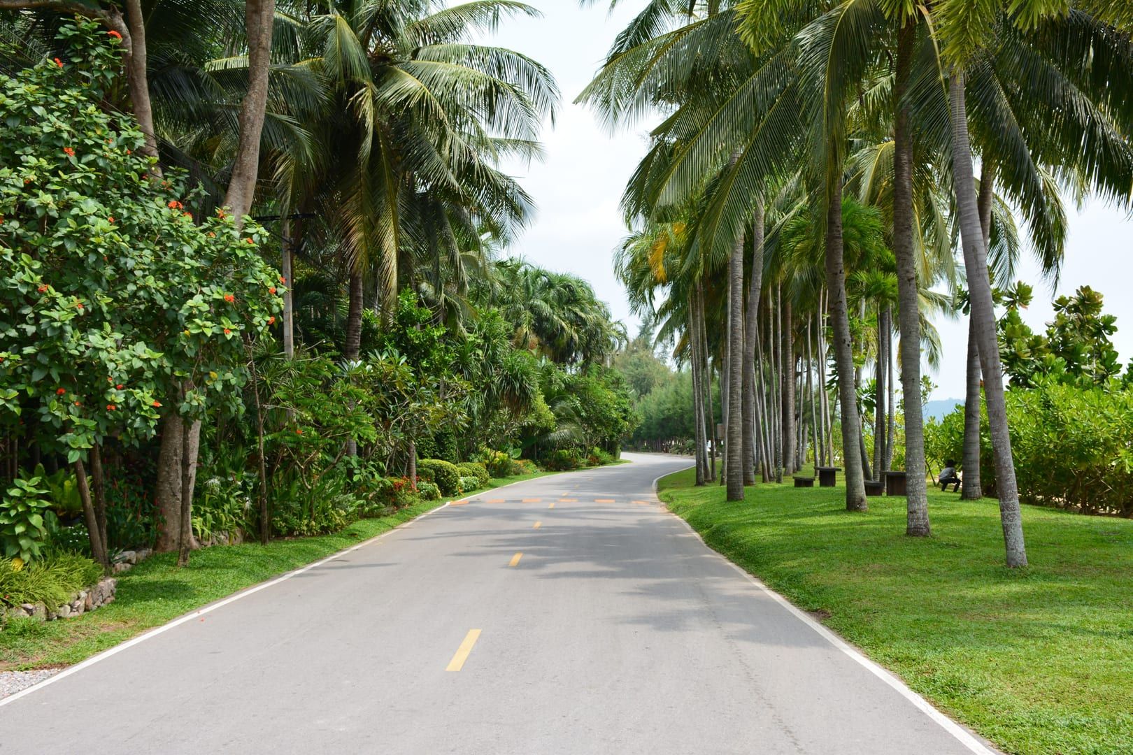 Palm-lined coastal road running along the Ring Route near Thong Krut Beach Koh Samui