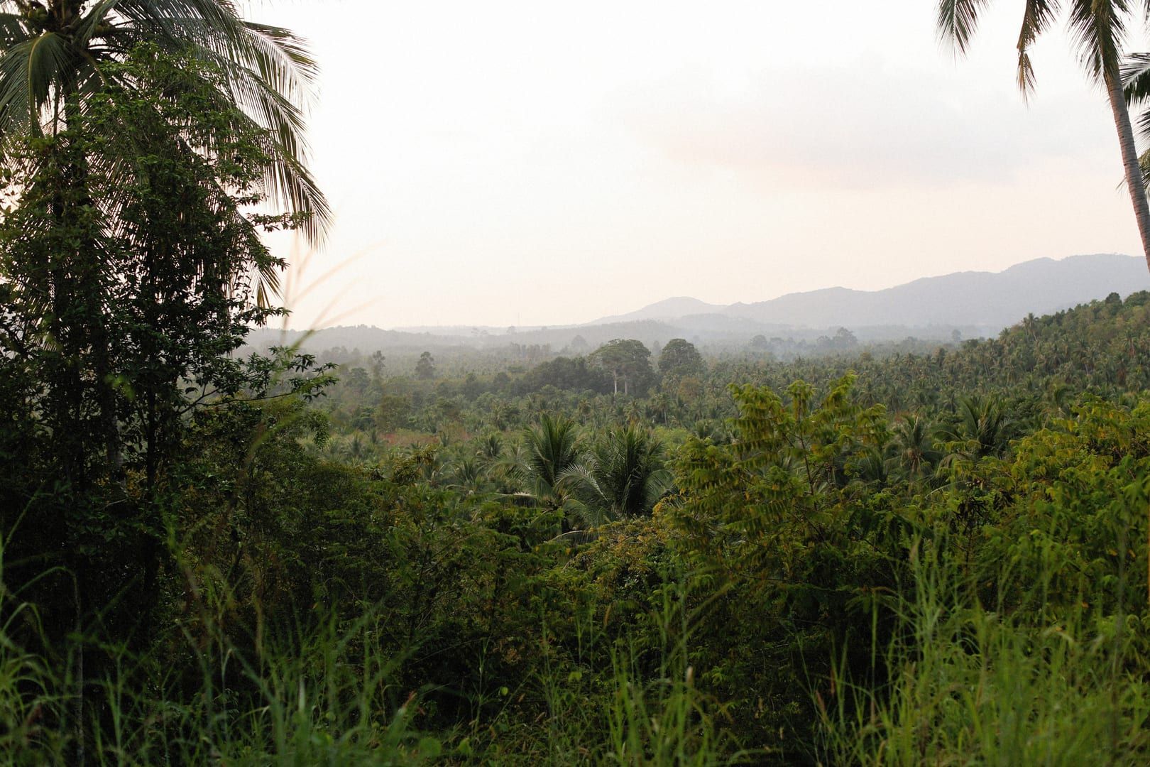 Morning light over jungle canopy on a Koh Samui trekking guide route