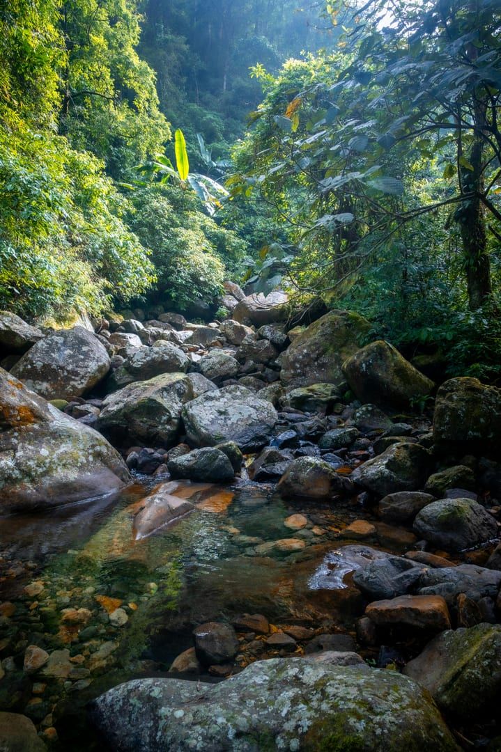 Tranquil forest stream with rocky path on waterfall hike Samui