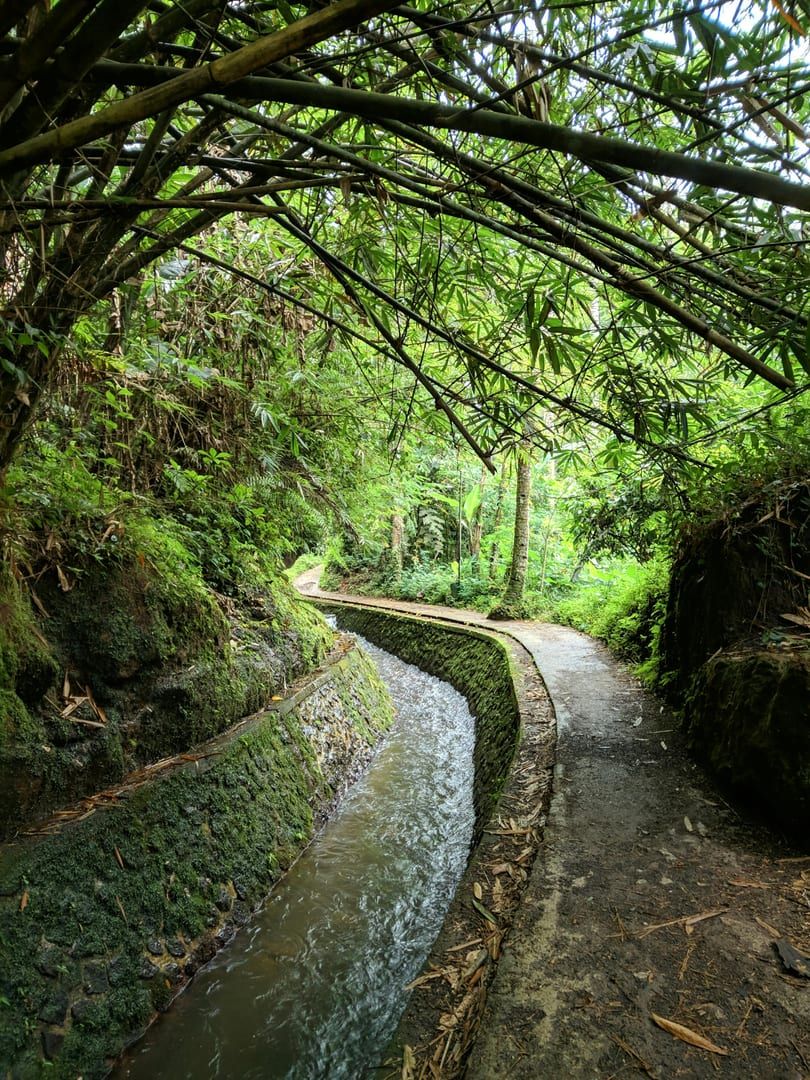 Tranquil jungle path with bamboo and stream on Koh Samui hiking trail near Nathon
