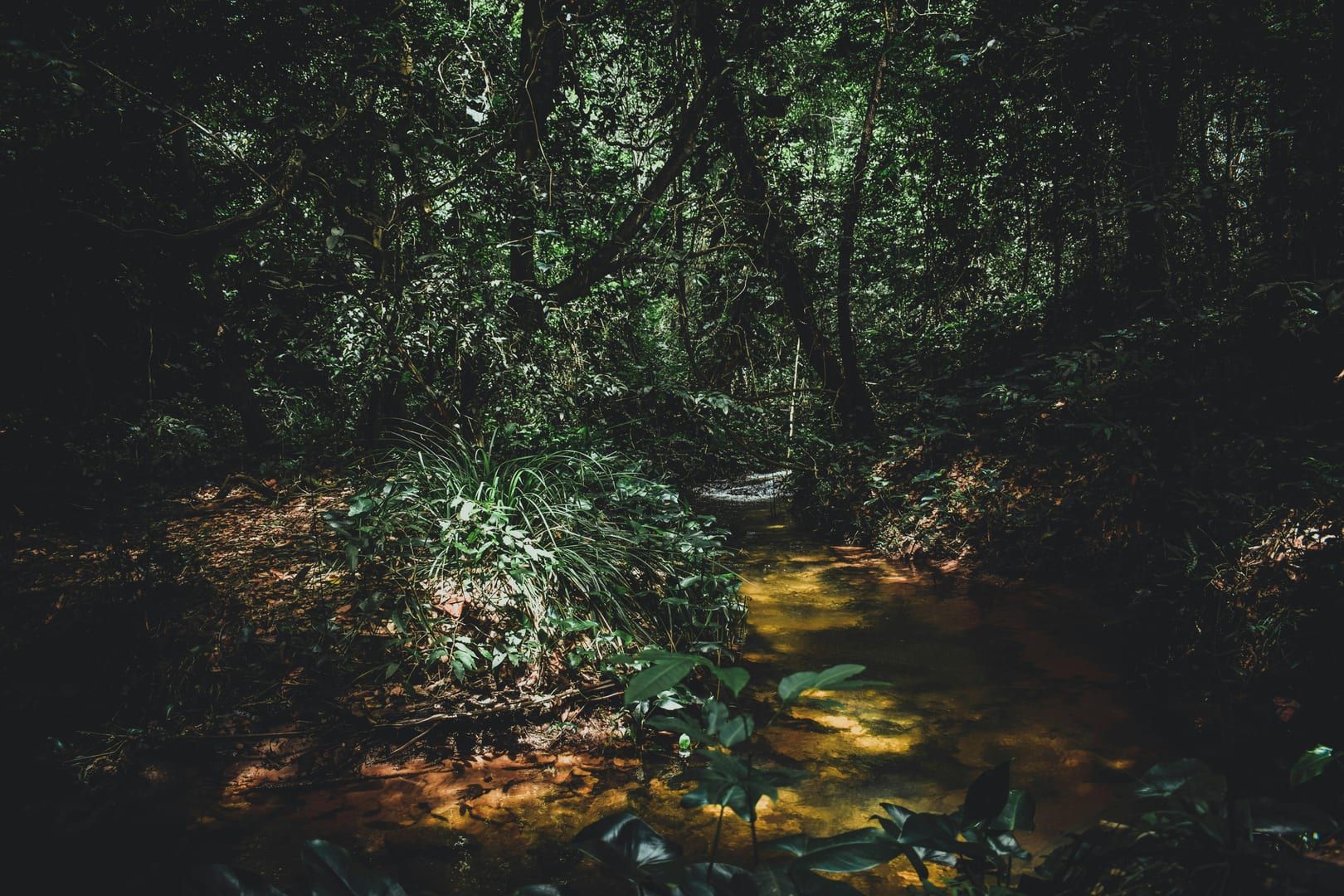 Green trees and creek in tropical rainforest on best hikes Koh Samui